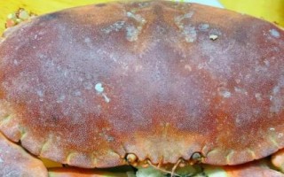 面包蟹和黃道蟹有什么區(qū)別，面包蟹屬于黃道蟹里面的一個(gè)品種