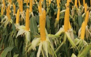 華興338玉米種子介紹，4月下旬至5月上旬播種