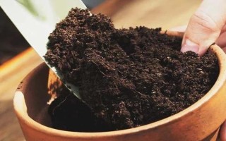 怎么給格?；ㄕ?，有十片左右葉子的時(shí)候進(jìn)行