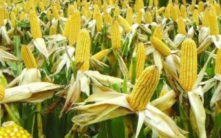 玉米的生長周期，與氣候、品種都有一定聯(lián)系