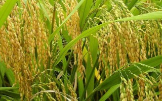 金航油占水稻種子特征特性，晚造平均全生育期115天