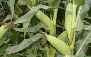 金東玉800玉米品種的特性，畝植密度2800～3000株