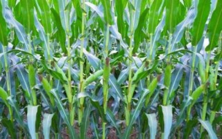 赤糯7號玉米種子簡介，中抗莖腐?。?7.9%MR）