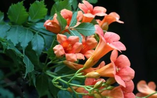 東北的凌霄花如何在室外越冬，需控制澆水量并做好防寒措施