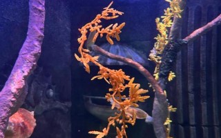 花天使魚好不好養(yǎng)，飼養(yǎng)難度一般