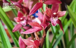 什么花是花中君子，非蘭花莫屬