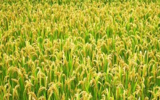 廣8優(yōu)龍絲苗水稻種子簡介，全生育期150.7天