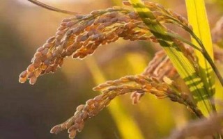 巨基11號水稻種子特征特性，該品種主莖12片葉