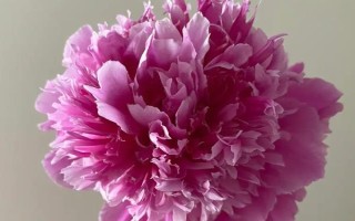 芍藥和牡丹的區(qū)別，植株高度和花期均不同