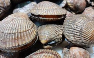 什么是鳥蛤，屬于鳥尾蛤科軟體動物的統(tǒng)稱