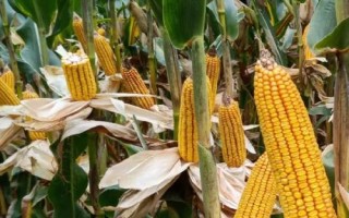 鐵玉121玉米種子簡介，3月下旬至4月上旬播種