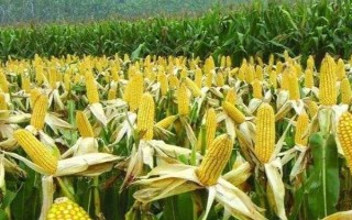 金科986玉米種子特點(diǎn)，遼寧省春播生育期126天