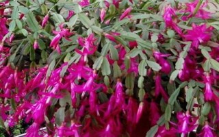 蟹爪蘭為何會(huì)落蕾，可能是溫度過低或光照不足等