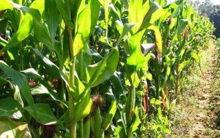 金科玉68玉米種子簡(jiǎn)介，平均生育期143.7天