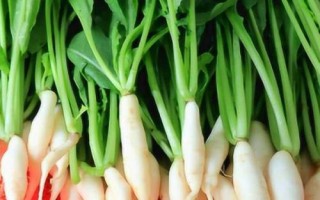 蘿卜菜能放冰箱嗎，可以放冰箱但需盡快食用