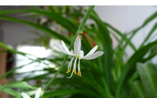 吊蘭的花語，寓意低調(diào)樸素、生機勃勃等