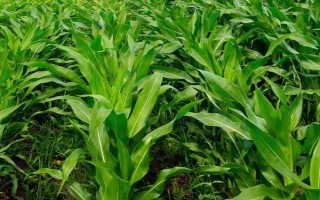 大民3307玉米品種的特性