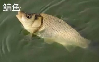 1號主線能不能當(dāng)子線用，不建議代替使用