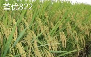 產(chǎn)量高且口感好的水稻品種，“中9優(yōu)8012”、“中早39號(hào)”等品種均為優(yōu)質(zhì)水稻