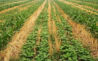 隴黃2號大豆品種簡介，播期4月下旬-5月上旬