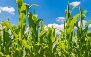 華碩809玉米品種的特性，應(yīng)選擇肥力較好的地塊種植