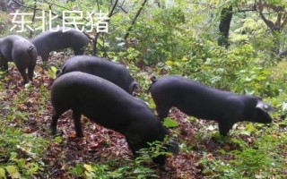 豬有哪些品種，包括杜洛克、成華豬、大白豬、長白豬等種類