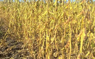 隴豆7號(hào)大豆品種的特性，春播4月下旬—5月上旬播種