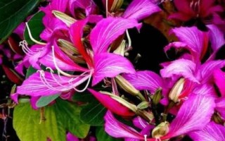 紫荊花的花語(yǔ)，寓意繁榮、壯觀、奮進(jìn)