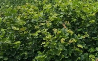 榛子的種植前景，市場需求大、種植后收益較可觀
