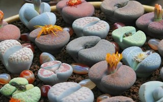 生石花如何換盆，可在生長季節(jié)換盆
