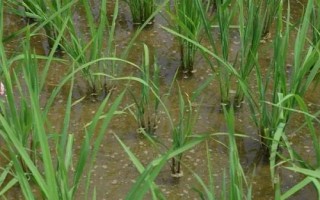 昌兩優(yōu)絲占水稻品種的特性，5月中下旬播種