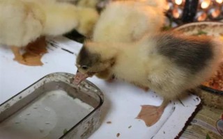 飼養(yǎng)雛鵝要注意什么，放在環(huán)境良好的育雛室內(nèi)養(yǎng)護