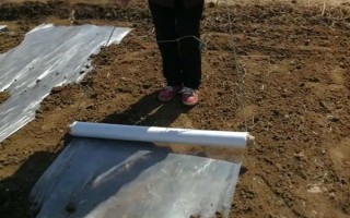 油葵的種植方法，栽種之前將種子進行浸泡處理