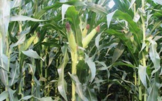 登海圣豐168玉米種簡(jiǎn)介，適宜密度為每畝5000株左右