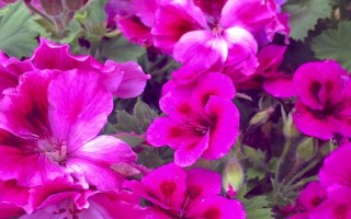 天竺葵和海棠花有什么區(qū)別，花期、葉片、株高等方面均不同