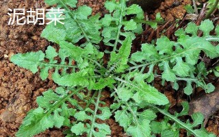 農村常見的野草，常見的有苘麻、艾草等