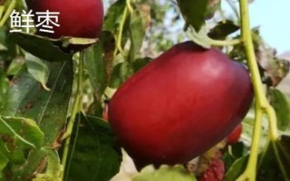 油棗的產(chǎn)地，產(chǎn)地為忻州保德