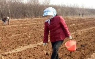 香瓜茄的種植方法，可以采取盆播或穴盤育苗