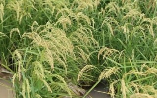 天隆粳5號(hào)水稻種子介紹，常規(guī)粳稻品種