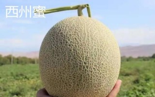 新疆哈密瓜的品種，西州蜜深受全國人們喜愛