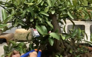金豆盆景的養(yǎng)殖方法，栽種時(shí)可往金豆底部涂抹適量的生根粉