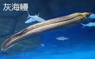 黑鰻魚和黃鰻魚的區(qū)別，顏色存在明顯差異