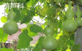 什么草草魚(yú)喜歡吃，以植物根莖、枝葉、果實(shí)等為食