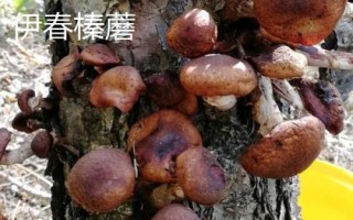 黑龍江伊春的特產(chǎn)，是我國優(yōu)質(zhì)黑木耳主產(chǎn)區(qū)