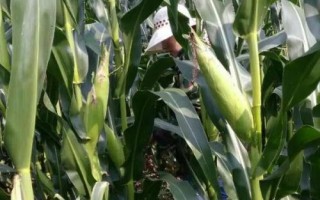 鄭原玉435玉米種簡介，平均生育期101.5天