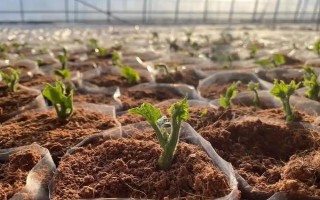 什么時(shí)候種植佛手瓜，在4-5月份種植可提高成活率