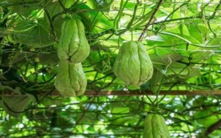 佛手瓜的產(chǎn)地在哪，既可做菜又能當水果
