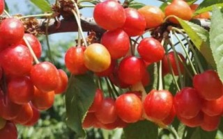 河南洛寧縣的特產(chǎn)，淡竹栽培歷史悠久