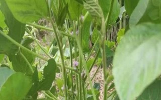 鑫興10號(hào)大豆種子介紹，生育期106天