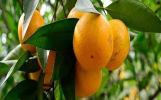橘子的產(chǎn)地分布，主產(chǎn)于廣東、湖南、四川、廣西等省份